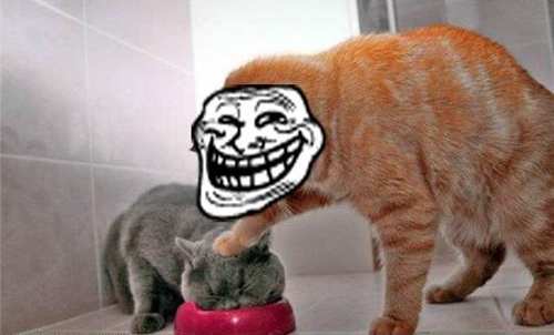 cat_the_troll